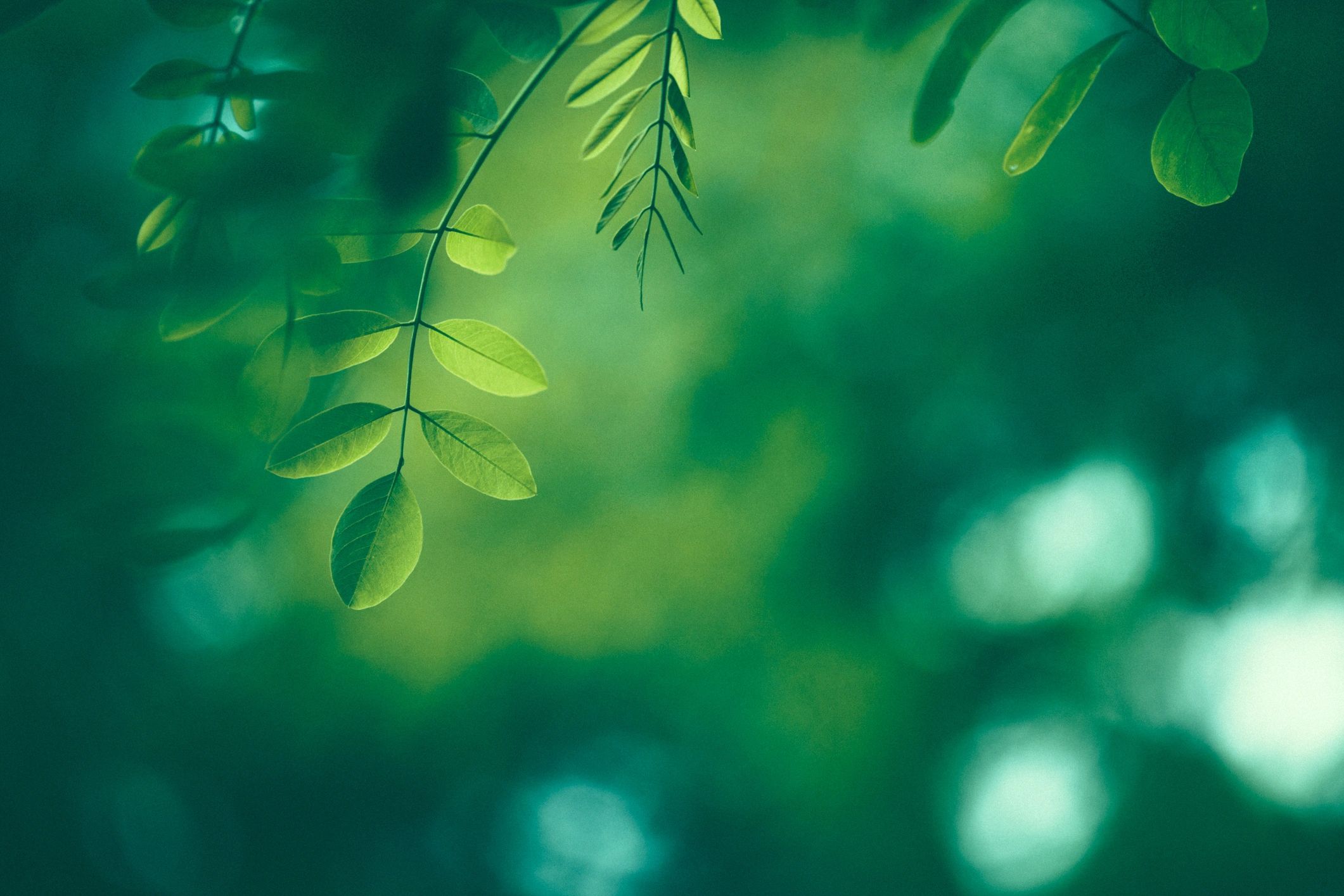 Green leaf texture background
